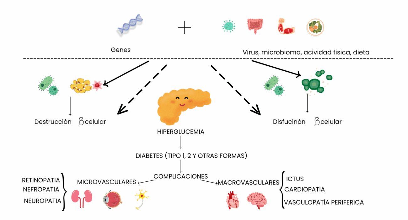 ¿Cuáles son las diferencias entre la Diabetes Tipo 1 y 2?